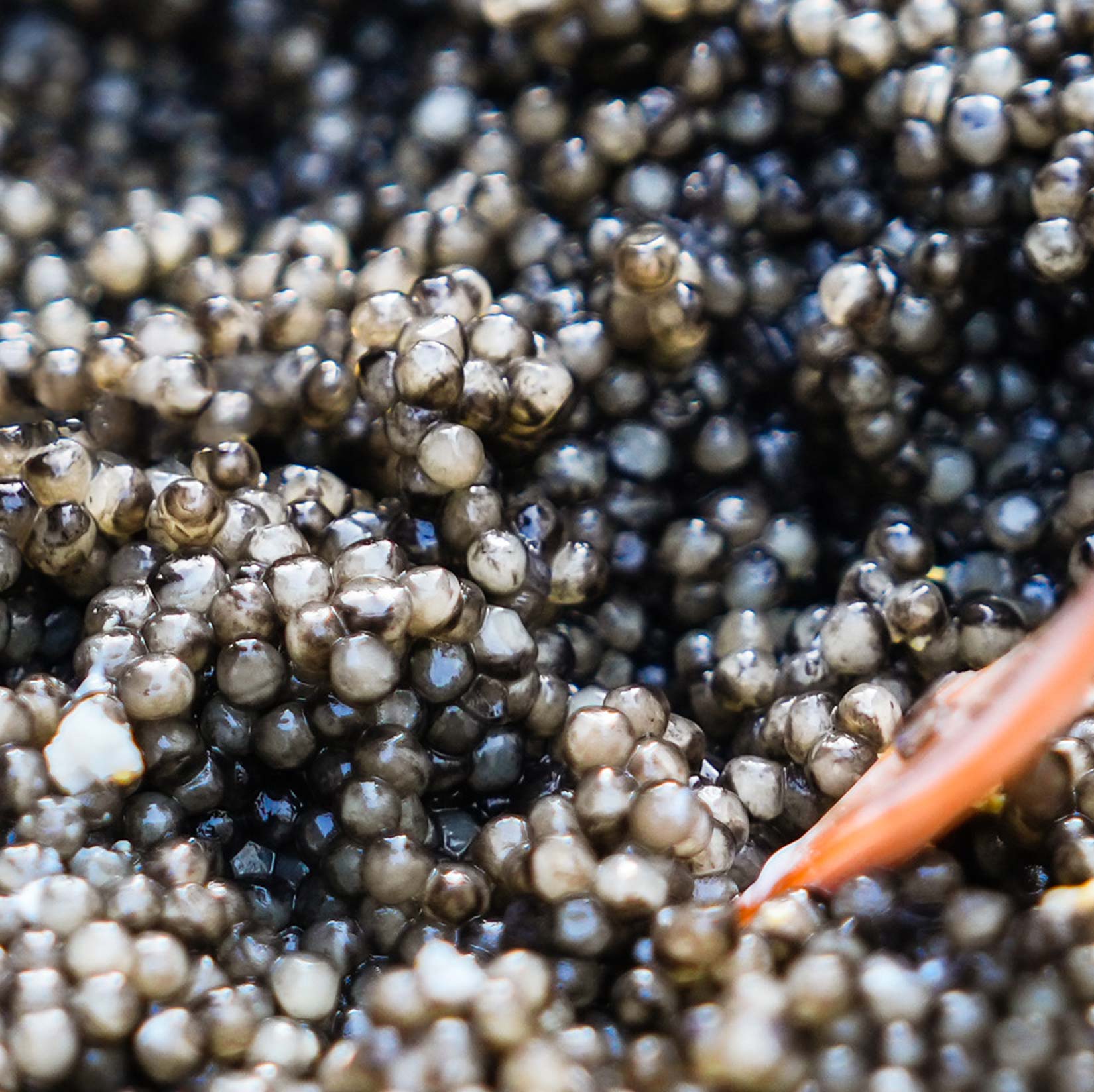 Green palm leaf beside two blank white cards on a white background.