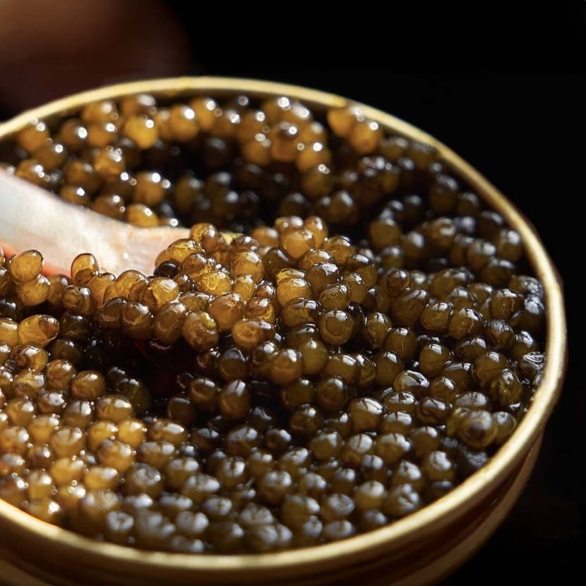 A single Monstera leaf in a clear glass vase against a white background.